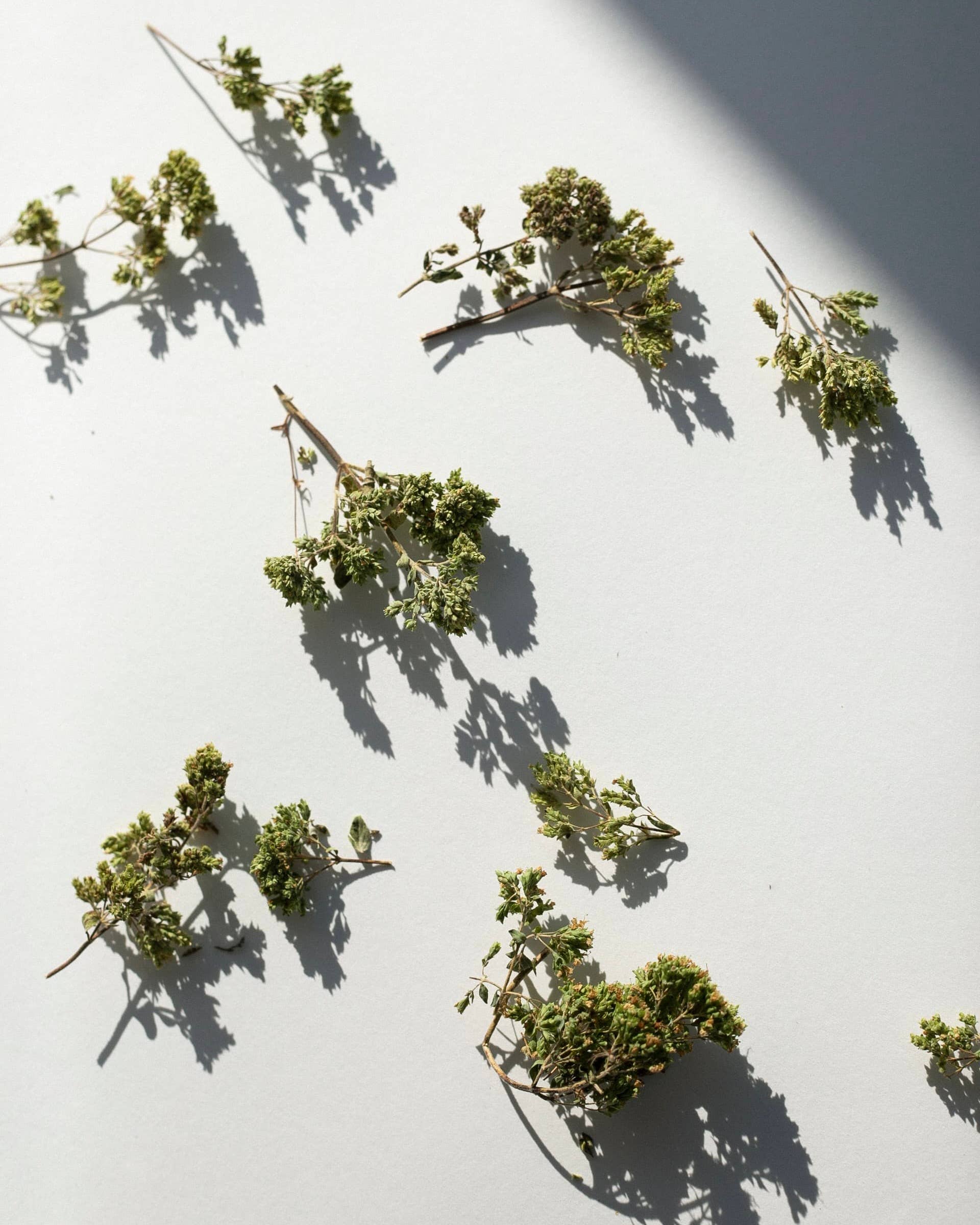 Oregano van Taygetus